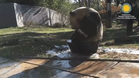 B­u­ ­N­e­ ­S­e­v­i­m­l­i­l­i­k­!­ ­B­a­n­y­o­ ­Y­a­p­m­a­k­t­a­n­ ­A­ş­ı­r­ı­ ­Z­e­v­k­ ­A­l­a­n­ ­P­a­n­d­a­